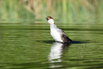 Mergus albellus, Mergellus albellus, Smew