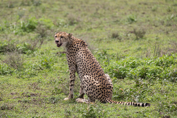 Gepard