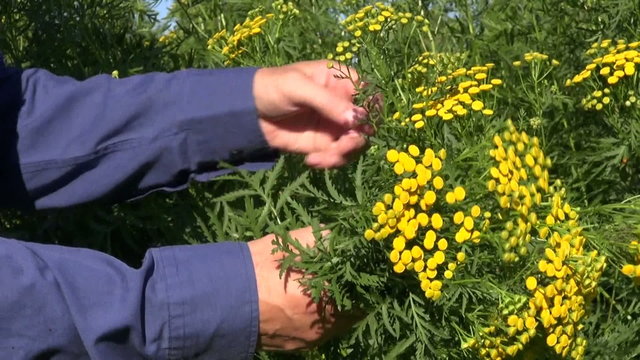 farmer hands pick medical herbs tansy (Tanacetum vulgare)