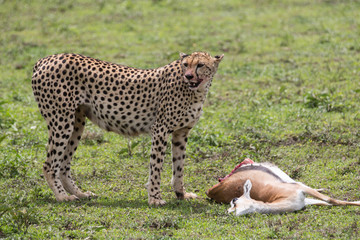 Gepard hunting and eating