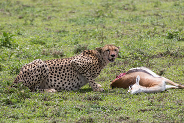 Gepard hunting and eating