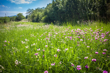 field with lots of flowers surrounded by trees