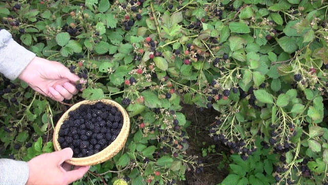 farmer gardener hands picking blackberry in garden