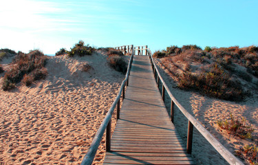 Fototapeta premium Wood road