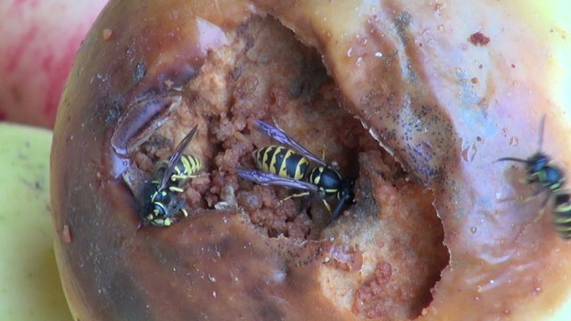 insect wasp (Vespula vulgaris) eating rotten apple