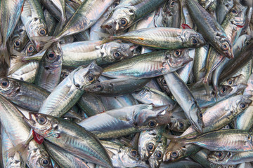 Obraz premium Fresh fish.