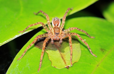 Spider on a Leaf, Monteverde Cloud Forest, Costa Rica