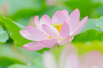 Oga lotus flower in Korakuen garden Japan