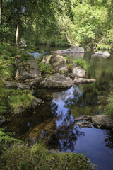 Beautiful stream flowing through forest landscape in Summer