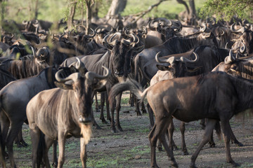 Fototapeta premium Gnus