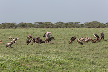 vulture eating wildebeest