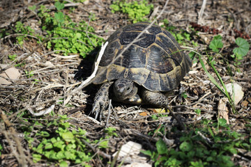 Older turtles