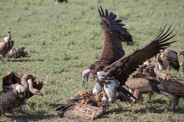 vulture eating wildebeest
