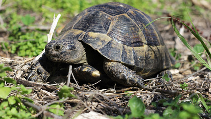 Fototapeta premium Older turtles