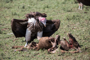 vulture eating wildebeest