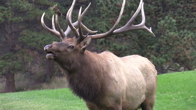 Bull Elk Bugling in the Rut