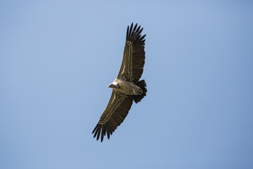 Flying Vulture