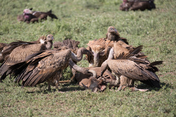 Obraz premium vulture eating wildebeest