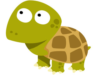 tortue