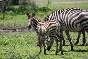 Naklejka premium Zebra