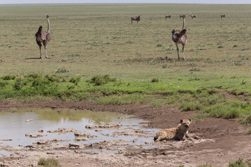 Ostrich and Hyena