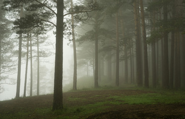 Morning in the Pine Forest