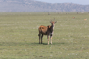 Eland