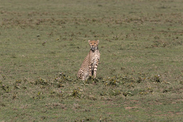 Gepard