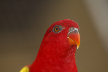 Fototapeta na wymiar Chattering Lory bird portrait