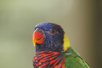 Rainbow Lorikeet bird portrait