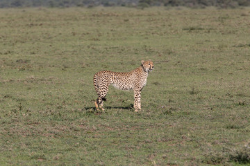 Gepard