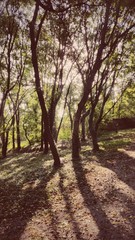 Obraz premium Forest