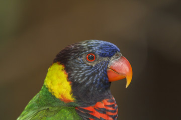 Rainbow Lorikeet bird portrait