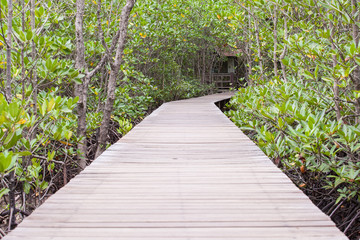 Obraz premium Mangrove forest