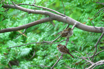 Natural background. Two sparrows sitting on a branch of rowan