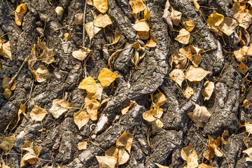 Natural background and texture. Thick bark with fallen autumn le