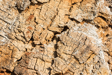 Natural texture. Old wood of felled tree