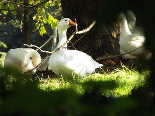 Gans im Freiland © John Kehly