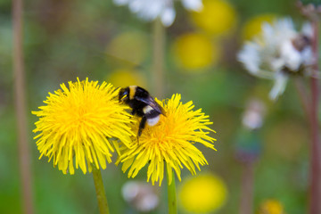 Natural background. Bumblebee on a dandelion