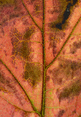 jesienny liść makro - obrazy, fototapety, plakaty