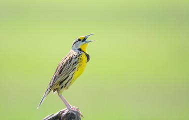 Eastern Meadowlark male