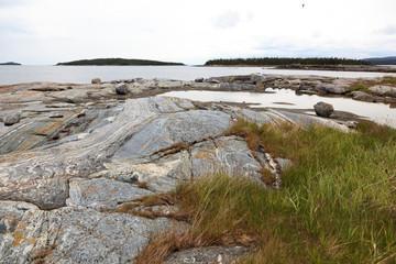 Sterna paradisaea, Arctic Tern
