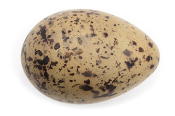 Sterna paradisaea, Arctic Tern