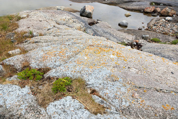Sterna paradisaea, Arctic Tern