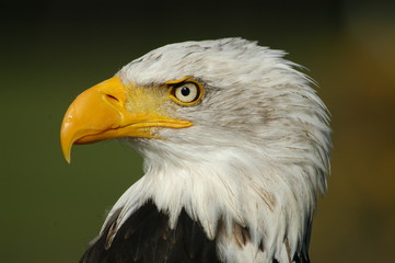 Portrait of an American Bald Eagle / Portret van een Amerikaanse zeearend.