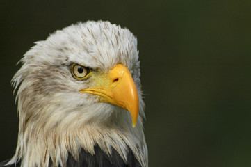 Portret van een Amerikaanse zeearend.