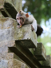 Monkey Central Park in Ubud (Bali)