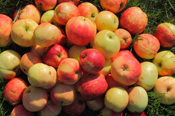 apples on the grass