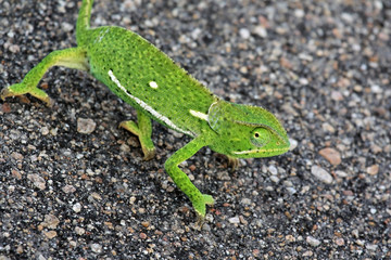 The African chameleon goes on asphalt road, Kruger national Park