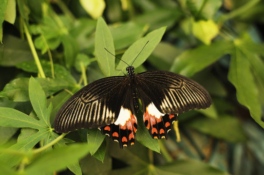 Farfalla
